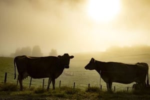 📰 JUN 25 | Blayne Slabbert - The Press