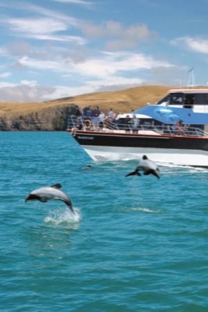 BlackCat.300 x 450 px